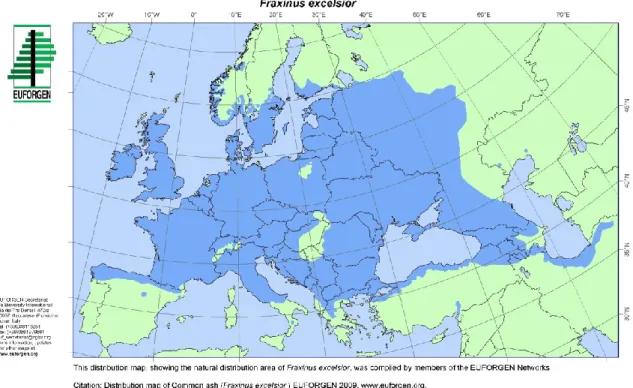 Figure 1   Distribution map of Common ash (Fraxinus excelsior). EUFORGEN, 2009.  2.3.  Life cycle 