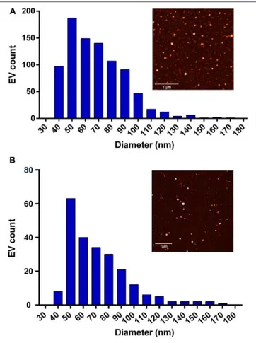 FIGURE 4 | Size distribution of the tested extracellular vesicles (EVs). (A) The Milk-pure EV size distribution extrapolated from the in-liquid atomic force microscopy (AFM) analysis