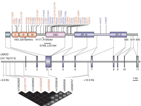 Figure 2 | Uromodulin genetic variants associated with chronic diseases of the kidney