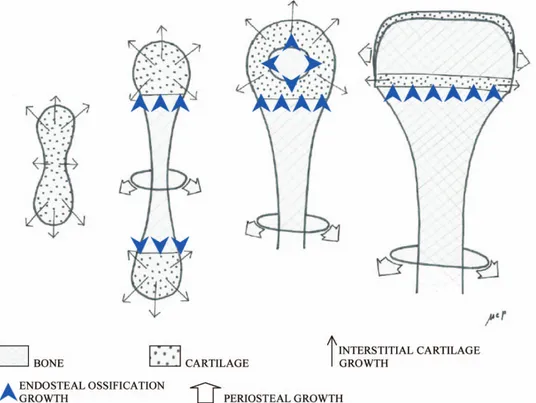 FIGURE 9 Skeme representing the different mechanisms of bone growth from the earlier cartilage model to the definitive shape.
