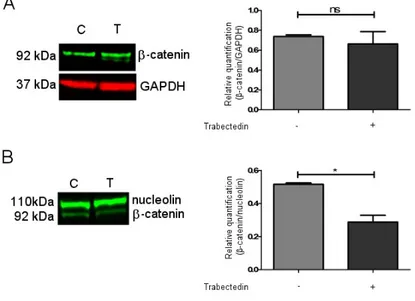 Figure 4. Effect of trabectedin on the β -catenin expression by western blot (WB) technique