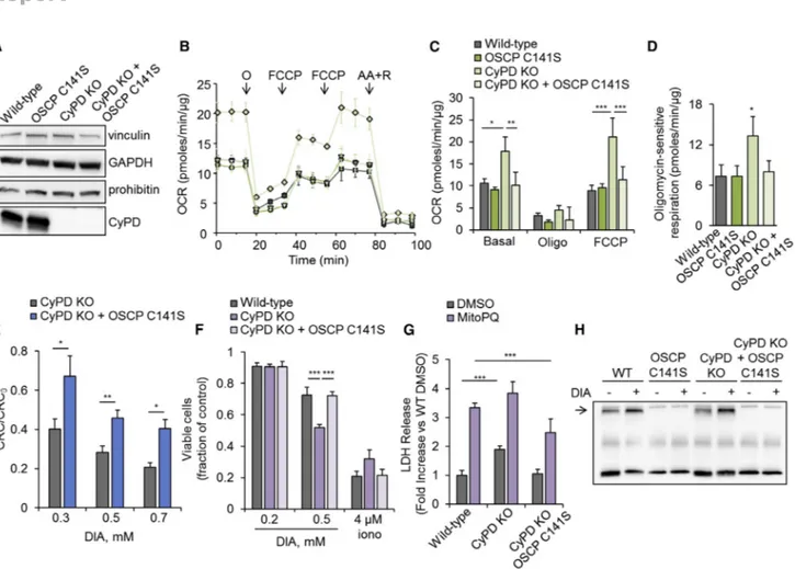 Figure 3. HEK293 OSCP C141S Cells Are Protected against DIA Toxicity in the Absence of CyPD