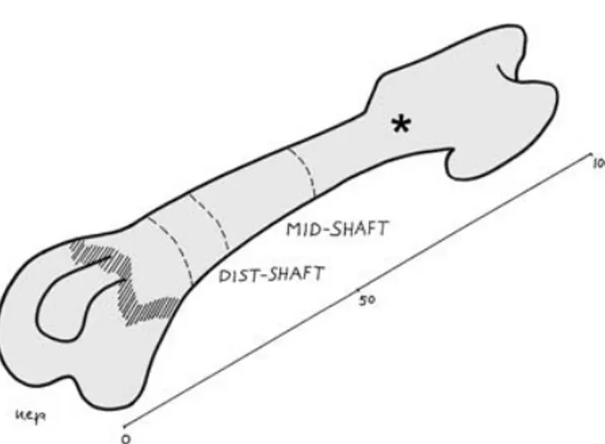 Fig. 1 Scheme of the femur illustrating the section planes and the  references for mid-shaft and distal-shaft levels (*proximal shaft).