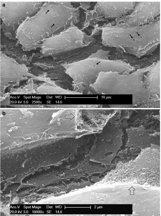 Fig. 2 a SEM (osmic macera- macera-tion, 12 h). Sheet of osteoblasts lining the central canal of a structuring osteon