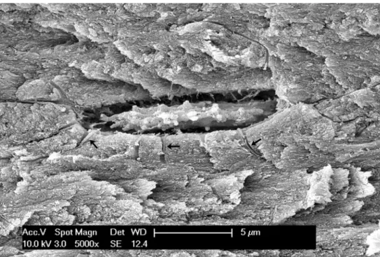 Fig. 7 Scheme of the basal processes beneath the osteoblasts showing the meshwork formed by the flat processes orienting the collagen fibrils and a second order of thinner processes turning in the depth of the fibrillar matrix