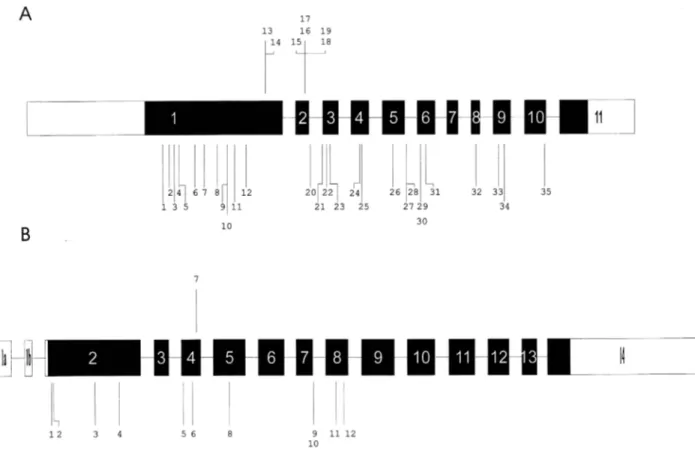 Figure 1 Distribution of mutations in the EXT1 (A) and EXT2 (B) genes, reported in the present study or in previous studies