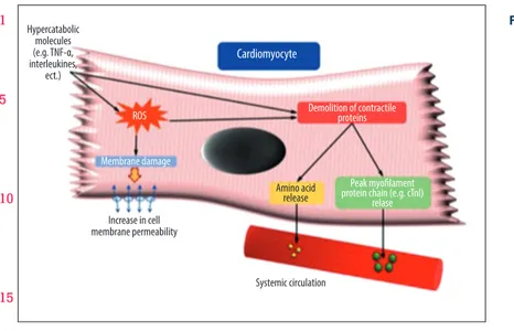 Figure 3.   Postulated biochemical mechanisms 