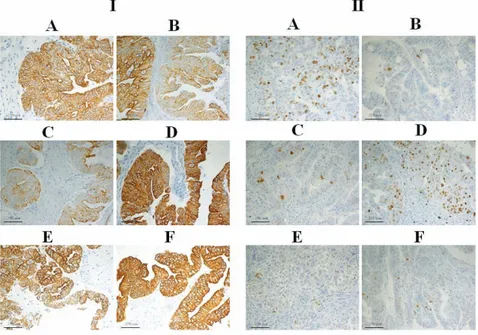 Table 6. Colour intensity analysis of the immunohistochemical staining.