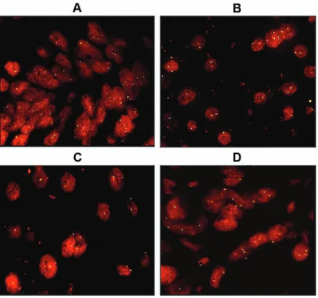 Figure  4.  Molecular  biology.  A),  elec- elec-trophoresis  of  DNA  extracted  from  liver tissue  fixed  with  formalin  (F),  Bouin  (B), Hollande  (H),  Greenfix  (GF),  UPM  (U) and CyMol (C)