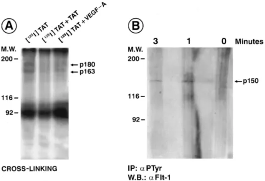 Fig 4. Cross-linking of [ 125 I]Tat to monocytes and effect of rTat on tyrosine autophosphorylation of the VEGFR-1/Flt-1