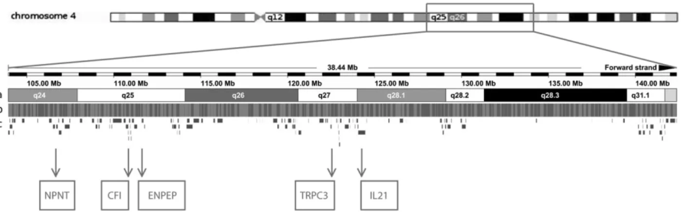 Fig. 2. Chromosome 17q12–22 (IGAN3) and selected genes. (a) Chromosome bands; (b) Contigs; (c) Ensembl/Havana genes (from www.ensembl.org)