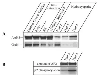 Figure 2. AAK1 copurifies with AP2 and phosphorylates  2.  (A) The presence of either GAK/auxilin-2 or AAK1 was analyzed  throughout the purification procedure of AP2