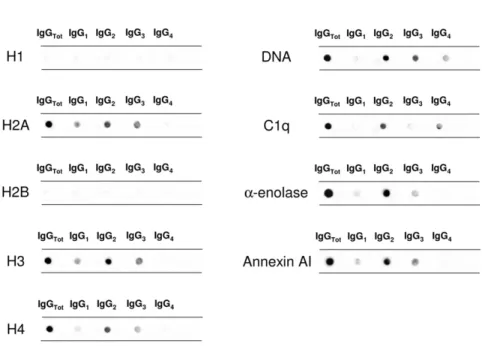 Figure 2. Circulating autoantibodies and implanted antigens in serum of patients with LN