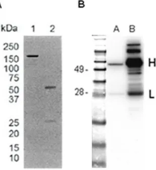 Figure 1: IgGH6 expression and purification evaluation.  IgGH6 was expressed in CHO cells and isolated by Protein A affinity  chromatography