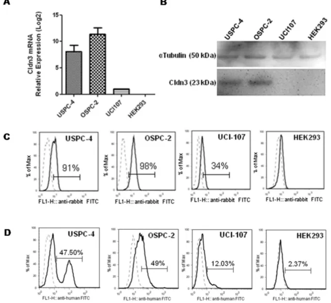 Figure 3: IgGH6 binding properties on free claudin3 expressing human cancer cell lines