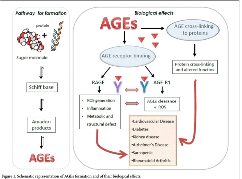 Figure 1: Schematic representation of AGEs formation and of their biological effects. They  hypothesized  a  vicious  circle  in  which  AGE-RAGE