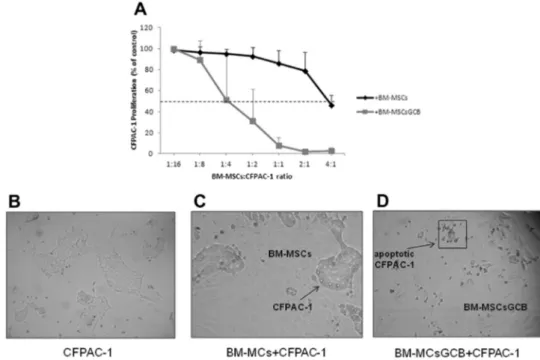 Figure 3. In vitro direct anti-proliferative activity of BM-MSCsGCB on CFPAC-1. The ability of BM-MSCsGCB to directly inhibit the proliferation of CFPAC-1 was evaluated by use of a co-culture assay in a 96-well plate: 1000 tumor cells were mixed with diffe