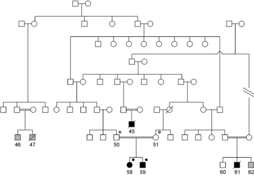 Figure 1. Structure of the pedigree analyzed in the current study. Square symbols repre- repre-sent men, and circles reprerepre-sent women