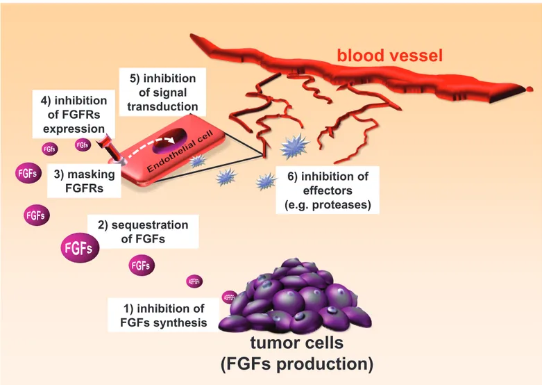 figure 1: strategies for inhibiting fgfs.  Inhibitors of FGFs can act by reducing FGF production by the tumor (1), interfering with FGF- FGF-FGFR recognition (2,3), affecting endothelial cells expression of FGF-FGFR (4), inhibiting FGF-induced intracellula