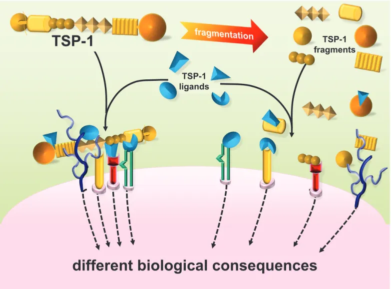 figure 2: tsp-1 affects cell response to the environment: different effects of the intact molecule vs proteolytic fragments