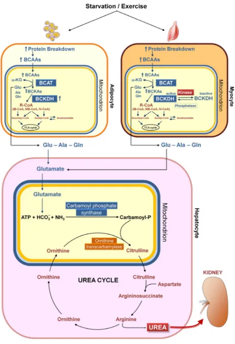 Figure  2.   Catabolism  of  branched‐chain  amino  acids.  Starvation  and  exercise  stimulate  protein  breakdown,  thereby increasing  the  concentrations  of  branched‐chain  amino  acids  (BCAAs)  in  adipose  and  muscle  cells.  The  BCAAs  are tra