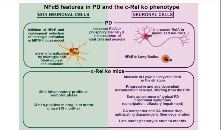 FIGURE 1 | Schematic overview of nuclear factor- κB (NF-κB) features in Parkinson’s disease (PD) and in the c-Rel ko mouse model.