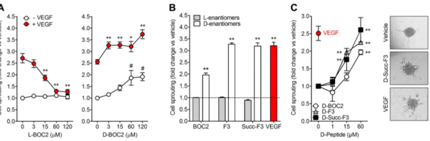 Fig. 1    l -BOC2 and  d -BOC2 derivatives exert a different biological  activity in HUVECs
