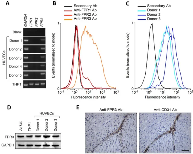 Fig. 3    HUVECs express N-Formyl Peptide Receptor 3. a HUVECs  were isolated from five donors and the expression levels of FPR1,  FPR2, and FPR3 transcripts were evaluated by semi-quantitative  RT-PCR in parallel with a human monocytic THP-1 cell extract 