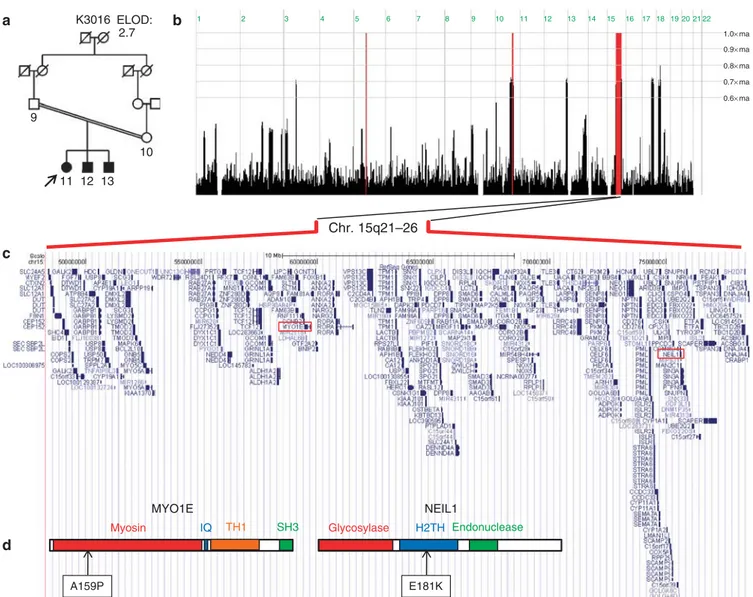 Figure 1 | Mapping a gene for steroid-resistant nephrotic syndrome to Chr. 15q21–26. (a) Pedigree structure of family K3016