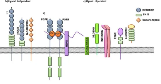 Fig. 2. FGFR co-receptors.