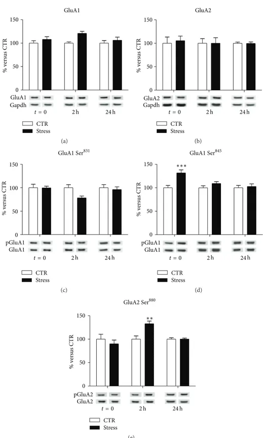 Figure 1: Time-dependent changes of protein expression levels of GluA1 (a), GluA2 (b), GluA1 phospho-Ser 831 (c), GluA1 phospho-Ser 845 (d), and GluA2 phospho-Ser 880 (e) in PFC/FC total homogenate of rats subjected to FS-stress and sacrificed immediately 