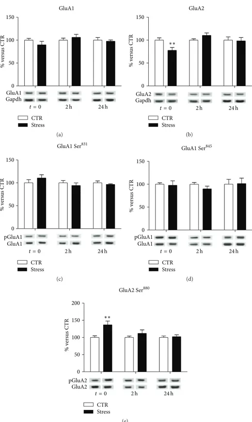 Figure 2: Time-dependent changes of protein expression levels of GluA1 (a), GluA2 (b), GluA1 phospho-Ser 831 (c), GluA1 phospho-Ser 845 (d), and GluA2 phospho-Ser 880 (e) in PFC/FC postsynaptic spine membranes of rats subjected to FS-stress and sacrificed 