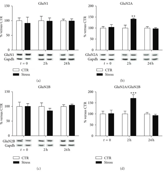 Figure 3: Time-dependent changes of protein expression levels of GluN1 (a), GluN2A (b), GluN2B (c), and GluN2A/GluN2B (d) in PFC/FC total homogenate of rats subjected to FS-stress and sacrificed immediately after stress and 2 h and 24 h from stress beginni
