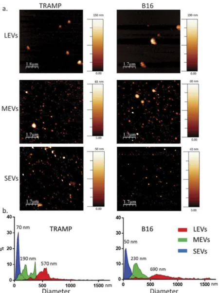 Figure 1. Imaging of different EV subpopulations. (a) Atomic Force Microscopy (AFM) topography image of the large EV (LEVs), medium EV (MEVs) and small EV (SEVs) preparations adsorbed onto mica (scale bars as indicated; colorimetric scale indicates the max
