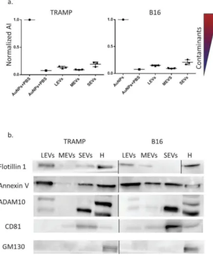 Figure 2. (a) EV populations purity assessment from protein contaminants with CONAN assay