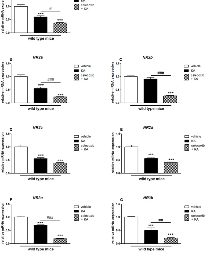 Figure 7. Effects of pretreatment with celecoxib on KA-induced mRNA expression of NMDA receptor subunits in the hippocampus of wild type mice