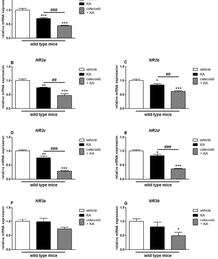 Figure 8. Effects of pretreatment with celecoxib on KA-induced mRNA expression of NMDA receptor subunits in the hippocampus of wild type mice