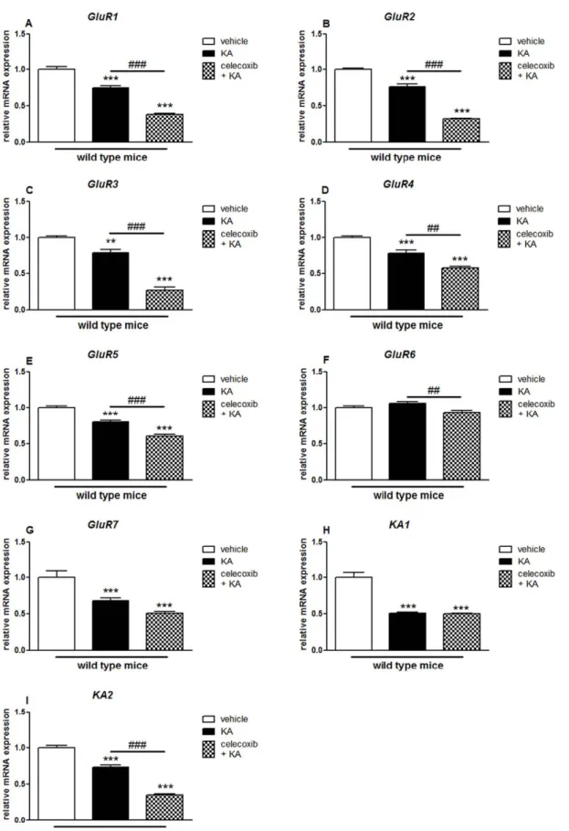Figure 5. Effects of pretreatment with celecoxib on KA-induced expression of AMPA/KA receptor subunits in the hippocampus of wild type mice