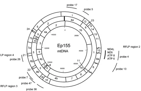 Fig. 1. Physical map of mtDNA of the strain EP155 of C. parasitica. The restriction enzyme sites and fragments for KpnI, SacI, and EcoRI are indicated, respectively, on the inner, central and outer circles