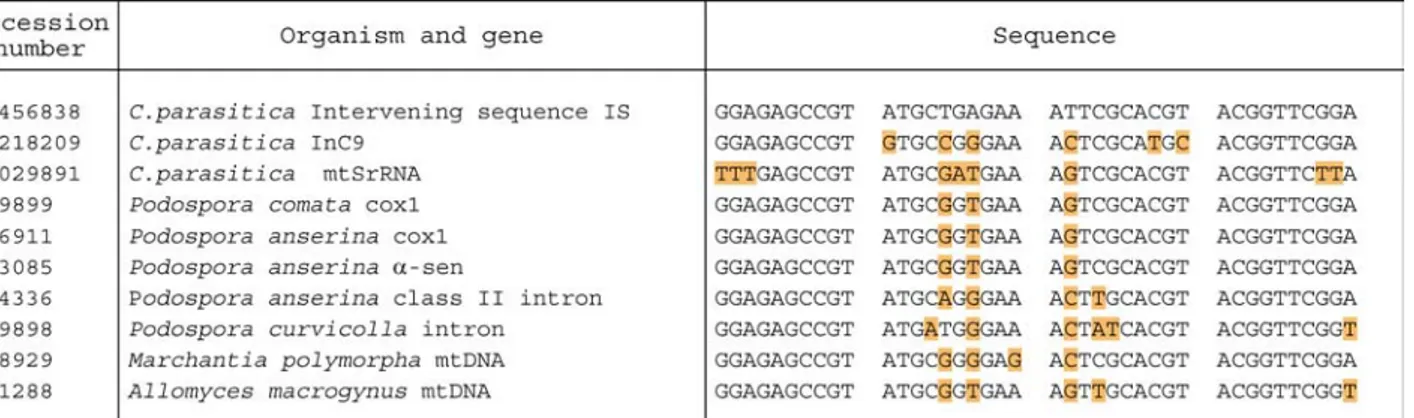 Fig. 3. DNA sequence comparison of the 46 bp portion of the intervening sequence of ND5i2 of Cryphonectria parasitica with the consensus sequences of similar group II introns found in fungal mitochondrial DNA.