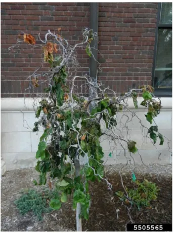 Figure 3: Symptoms of Anisogramma anomala on ornamental Corylus avellana. Picture of Tom Creswell, Purdue University, Bugwood.org, available online at https://www.forestryimages