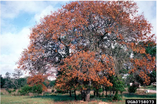 Figure 5: Quercus spp. in Texas, USA, showing symptoms of oak wilt disease due to B. fagacearum (photo by William M