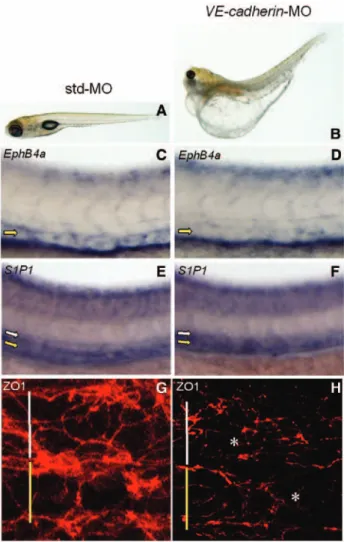 Figure 10.  Vascular endothelial cadherin (VE-cadherin)–MO  injection phenocopies the zebrafish ortholog of the  endothe-lial sphingosine-1-phosphate receptor-1 (zS1P 1 ) knockdown