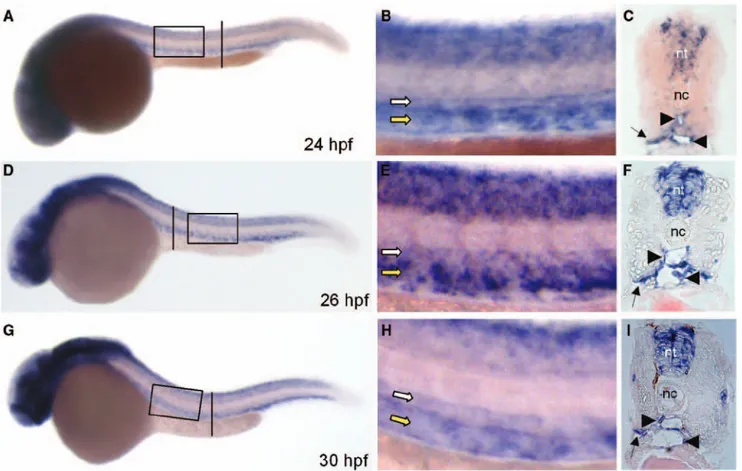 Figure 2.  Vascular zebrafish ortholog of  the endothelial sphingosine-1-phosphate  receptor-1 (zS1P 1 ) expression is mediated  by vascular endothelial growth factor (vegf)