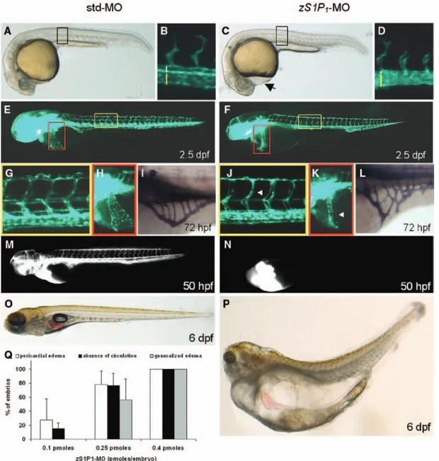 Figure 3.  Vascular defects in the zebrafish ortholog of the endothelial sphingosine-1-phosphate receptor-1 (zS1P 1 ) morphants