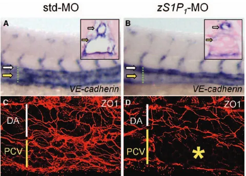 Figure 7.  The zebrafish ortholog of the  endothelial sphingosine-1-phosphate  receptor-1 (zS1P 1 ) knockdown affects  Vas-cular endothelial cadherin (VE-cadherin)  expression and zonula occludens 1 (ZO1)  immunolocalization in posterior cardinal  vein (PC
