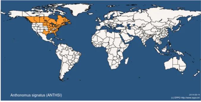 Figure 1: Global distribution map for Anthonomus signatus (extracted from EPPO global database accessed on 20 March 2017)