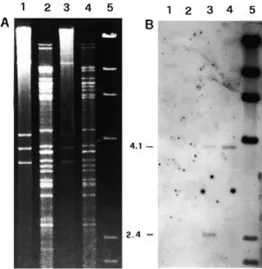 Figure 4. Southern hybridization analysis of strains Cp5 and Cp5pl –  of
