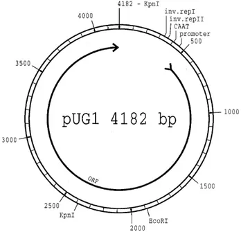 Figure 6. Physical map of the plasmid pUG1 isolated from strain Cp9 of