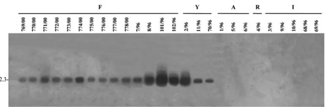 Figure 3. Southern blot hybridisation of D. helianthi total genomic DNAs with labelled plasmid F as a probe